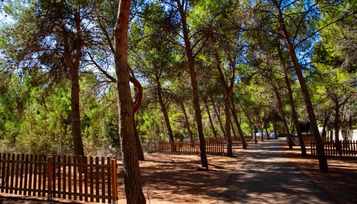 Parcelas delimitadas entre pinos en el Camping Albarracín con camino interior en plena naturaleza.